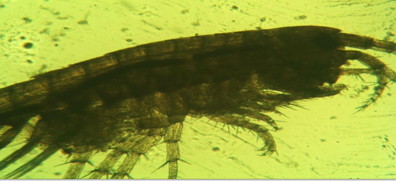 occhio di larva a me sconosciuta